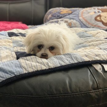Spoiled Petz - Trying to be cute! - Pet Groomers Near Me - Reno, Nevada Spoiled Petz - Trying to be cute! - Pet Groomers Near Me - Reno, Nevada