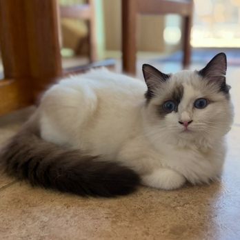 Fallbrook Animal Sanctuary - Furiosa - Animal Shelters Near Me - Fallbrook, California