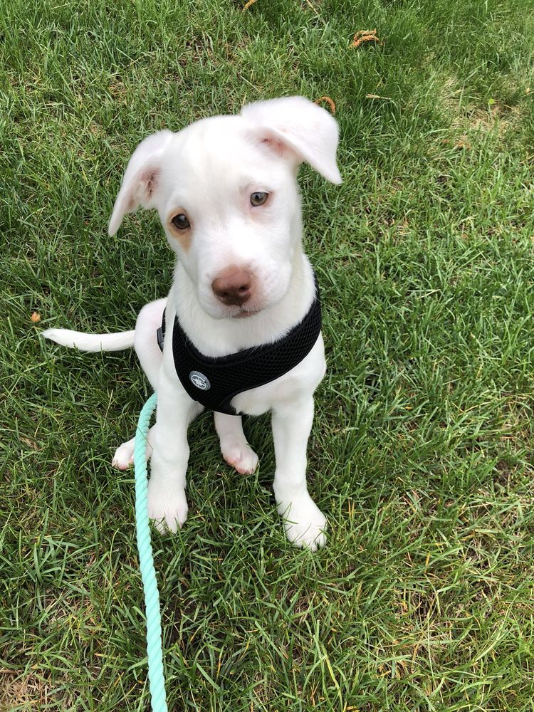 two blondes all breeds rescue