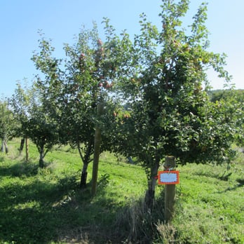 Apple Ridge Orchards - Apple trees - Pick Your Own Farms Near Me - Warwick, New York