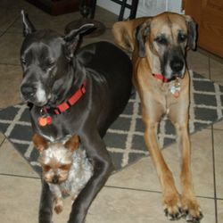 Douglas County Pet Lodge