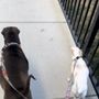 Photo of Woof Pack Mama Petsitting