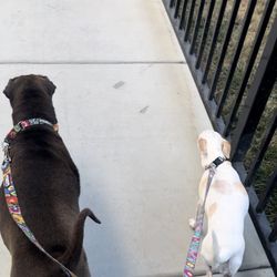 Woof Pack Mama Petsitting - Dog walking