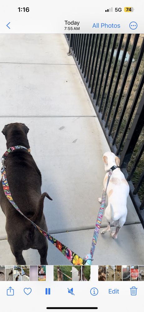 Woof Pack Mama Petsitting - pet boarding facility in Vacaville, CA