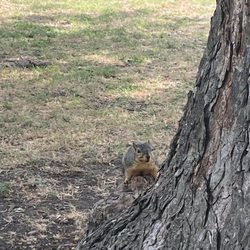 Getzendaner Memorial Park - squirrel