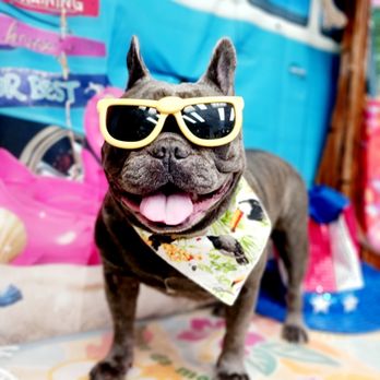 Live Love Pet - Pet Groomers Near Me - Honolulu, Hawaii Live Love Pet - Pet Groomers Near Me - Honolulu, Hawaii