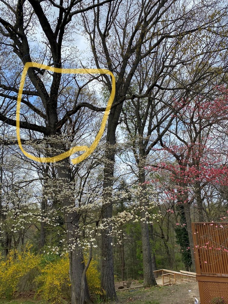 Midstate Tree Service of Harrisburg - tree service in Harrisburg, PA