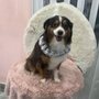 Dream Pet Grooming 