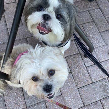 Starnut Gourmet - The cafe's super cute doggo, Latte and our little rescue Bailey! - Coffee & Tea Near Me - McLean, Virginia Starnut Gourmet - The cafe's super cute doggo, Latte and our little rescue Bailey! - Coffee & Tea Near Me - McLean, Virginia