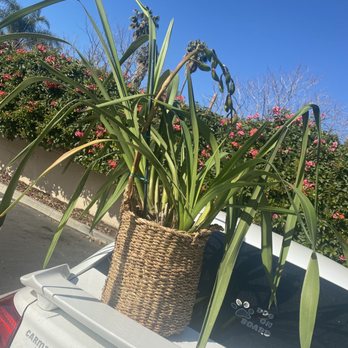 Armstrong Garden Centers - Green Cymbidium Orchid - Nurseries & Gardening Near Me - Sherman Oaks, California