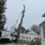 Photo of M&M Tree Service