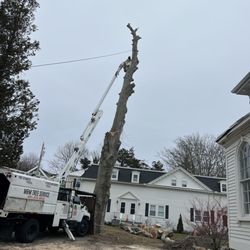 M&M Tree Service