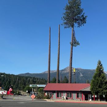 M&B Tree Solution - Removal of three giant pine trees next to a restaurant in Weed, California, without any damage. - Tree Services Near Me - Shingletown, California