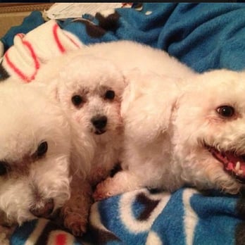 Magic Mirror Pet Grooming - the lil one was sooo matted ...looks cute now...thanks to Magic Mirror - Pet Groomers Near Me - Lancaster, California