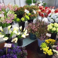 Flower Warehouse - Visit our huge shop-in cooler for a great selection of fresh cut flowers & arrangements!