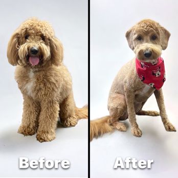 Pet Agree Grooming - Pet Groomers Near Me - Mingo Junction, Ohio