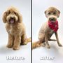 Photo of Pet Agree Grooming