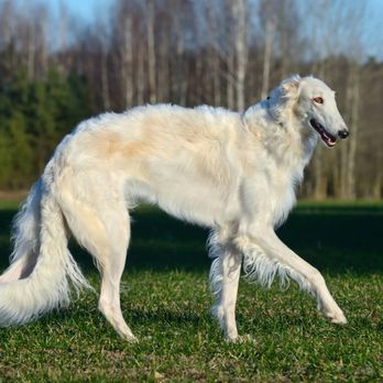 Dog Resort - Pet Boarding Near Me - Glendale, California