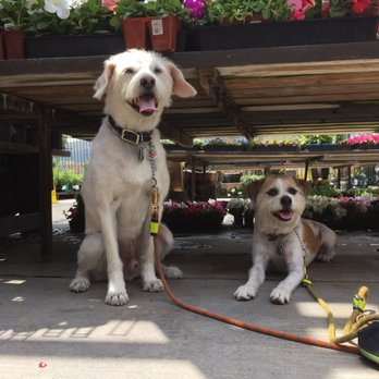 Armstrong Garden Centers - Thinking of buying some Cora Vinca and Salvia #dogsoftherock - Nurseries & Gardening Near Me - Glendale, California