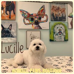 Small Paws - Dog service , dog grooming, pet styling, day care, boarding , pet sitting, pet shop , all available