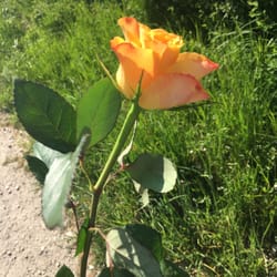 Möbelhof Parsberg - Today they give free rose to ladies after purchase. :-) Sehr schön.