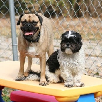 Animal Ark Pet Resort - Small Dog Daycare - Pet Groomers Near Me - Cincinnati, Ohio Animal Ark Pet Resort - Small Dog Daycare - Pet Groomers Near Me - Cincinnati, Ohio