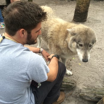 Shy Wolf Sanctuary Education & Experience Center - Dancer - Animal Shelters Near Me Shy Wolf Sanctuary Education & Experience Center - Dancer - Animal Shelters Near Me