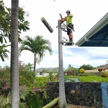 King CoCo Tree Services - Palm - Tree Services Near Me