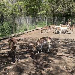 Long Island Game Farm