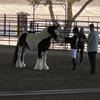 WC Equestrian gift card