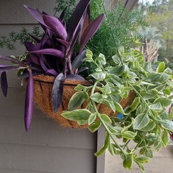 Slay's Nursery - Got my honey's other hanging plant up :-) - Nurseries & Gardening Near Me - Elberta, Alabama Slay's Nursery - Got my honey's other hanging plant up :-) - Nurseries & Gardening Near Me - Elberta, Alabama
