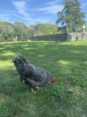 Coggeshall Farm Museum by null