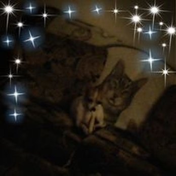 Millers Most Valued Pet Clinc - this is gigi almost 4yrs old - Veterinarians Near Me - Lincoln, Illinois Millers Most Valued Pet Clinc - this is gigi almost 4yrs old - Veterinarians Near Me - Lincoln, Illinois