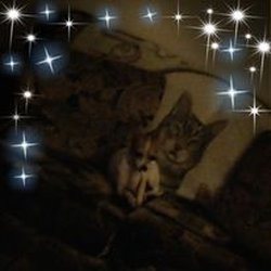Millers Most Valued Pet Clinc - This is gigi almost 4yrs old