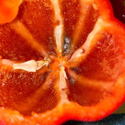 Target - Moldy bell pepper