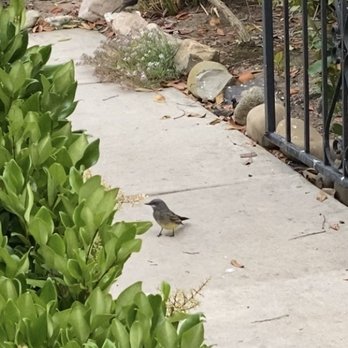 Wild Birds Unlimited - Cassin's Kingbird - Bird Shops Near Me - Thousand Oaks, California Wild Birds Unlimited - Cassin's Kingbird - Bird Shops Near Me - Thousand Oaks, California