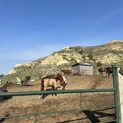 Medora Riding Stables