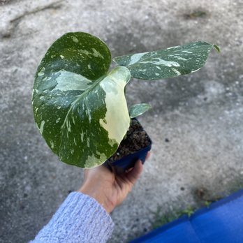 Brian's Botanicals - Thai Constellation - Nurseries & Gardening Near Me - Louisville, Kentucky