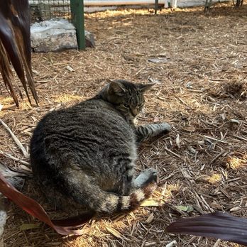 Ernest Hemingway Home  - Cat - Museums Near Me - Key West, Florida