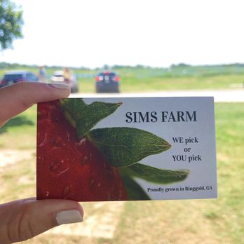 Sims Sod Farm - Strawberry season - Pick Your Own Farms Near Me - Ringgold, Georgia Sims Sod Farm - Strawberry season - Pick Your Own Farms Near Me - Ringgold, Georgia