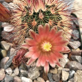 Paul's Desert - Nurseries & Gardening Near Me - Schertz, Texas Paul's Desert - Nurseries & Gardening Near Me - Schertz, Texas