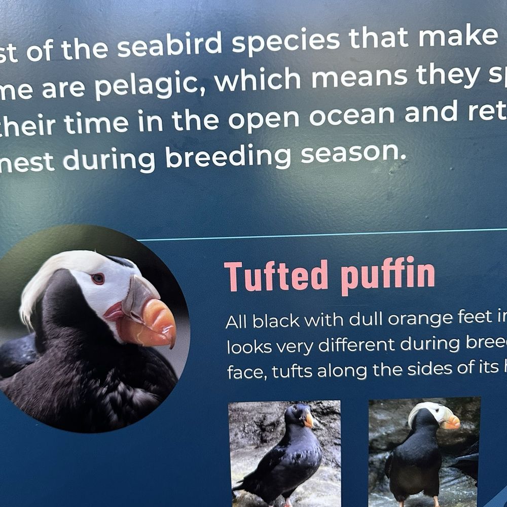 Seattle Aquarium - Tuffed puffin sign - Aquariums Near Me - Seattle, Washington Seattle Aquarium - Tuffed puffin sign - Aquariums Near Me - Seattle, Washington