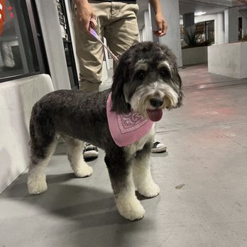 Tailwaggers - Pet Groomers Near Me - Las Vegas, Nevada