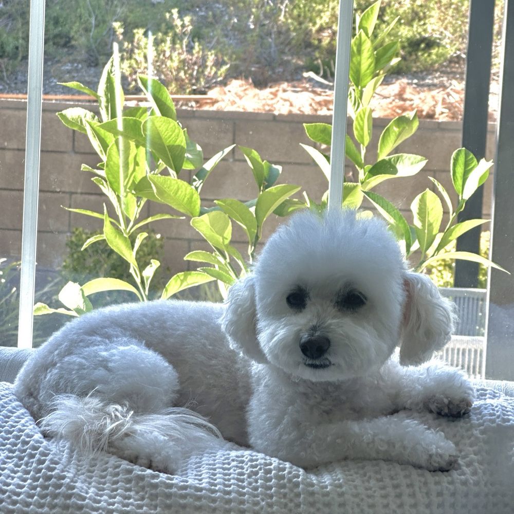 Puppy World - Pet Stores Near Me - Corona, California Puppy World - Pet Stores Near Me - Corona, California