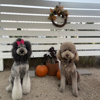 Memphis Cafe - Bear and Bow posing on the patio at Memphis Cafe. - Southern Near Me - Costa Mesa, California