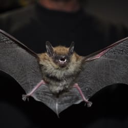 ELLIS WILDLIFE PEST CONTROL - 11 Photos - 1455 Conewago Creek Rd