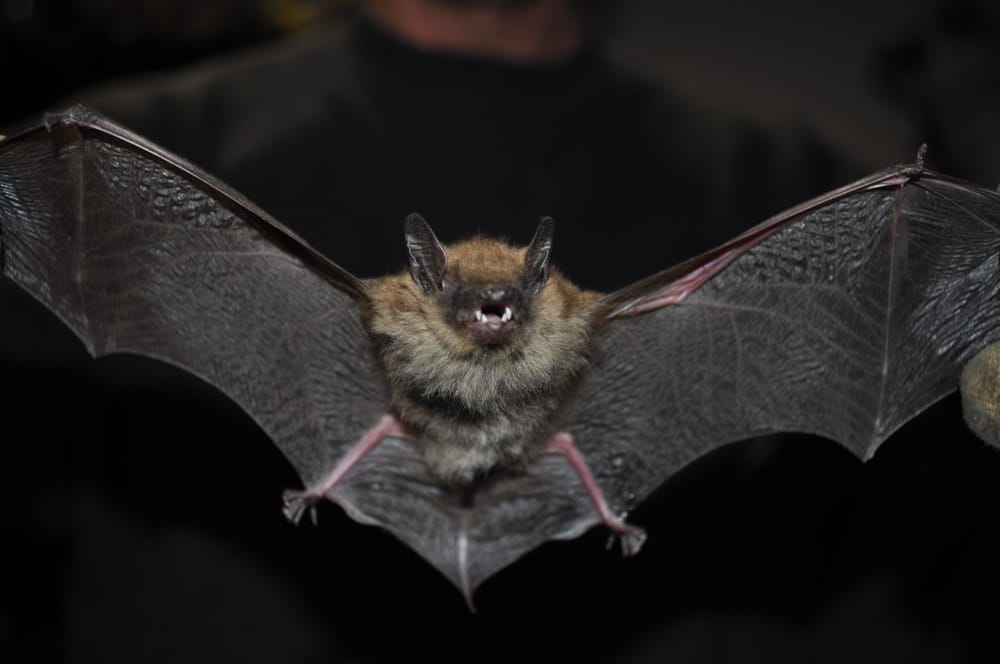 ELLIS WILDLIFE PEST CONTROL - 11 Photos - 1455 Conewago Creek Rd