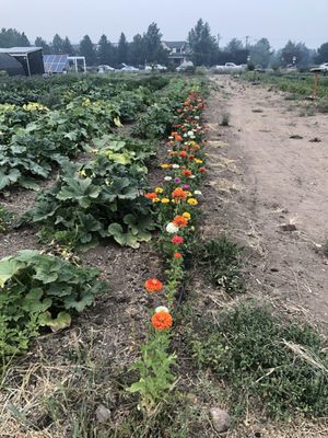 Reno Food Systems by null