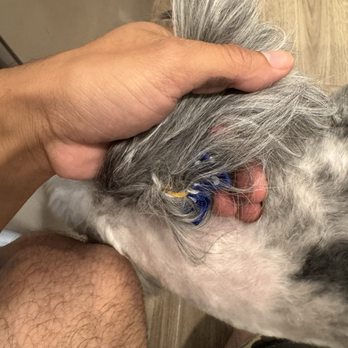 Lilly Pups Boutique - Messes up bow tie - Pet Groomers Near Me - St. Cloud, Florida Lilly Pups Boutique - Messes up bow tie - Pet Groomers Near Me - St. Cloud, Florida