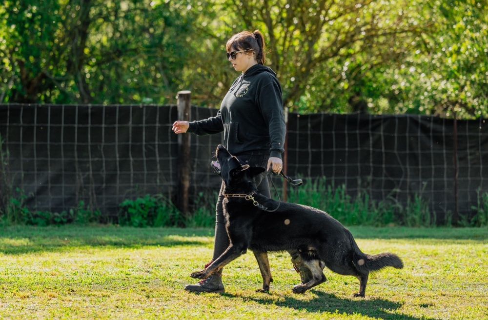 Prodogz Dog Training